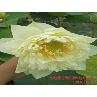 精品荷花
