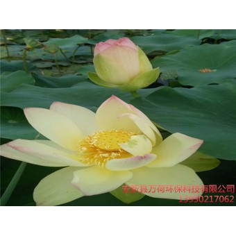 精品荷花