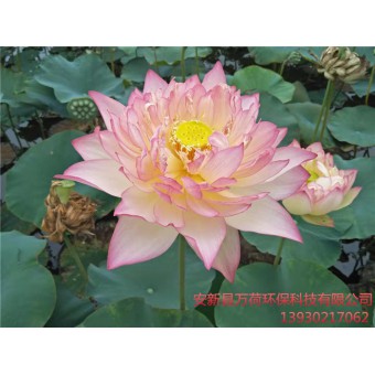 精品荷花