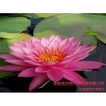 睡莲苗