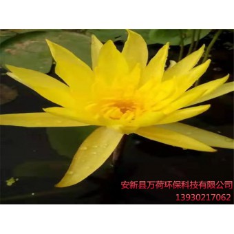睡莲苗