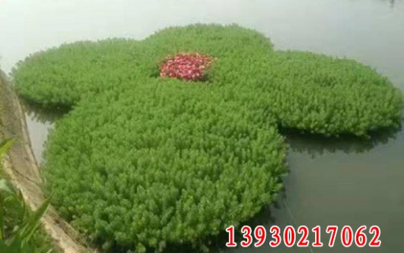 沉水植物简易浮床效果